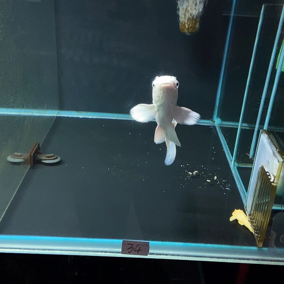 大***的蝴蝶鲤鱼34号白色蝴蝶鲤一条