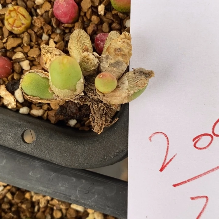 2098一颗一颗一颗