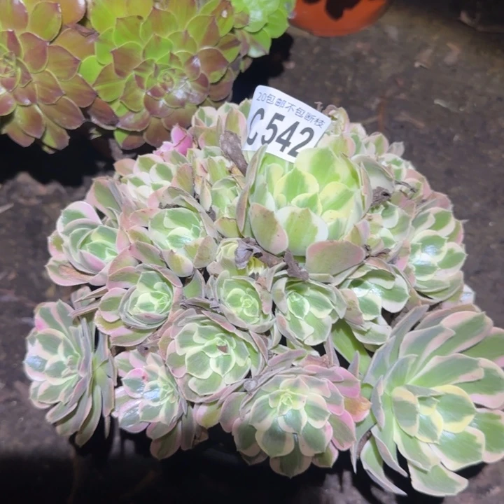 妖月……多肉植物的生长