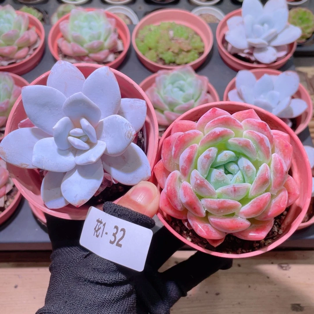 花利美1-32粉雪莲➕冰糖