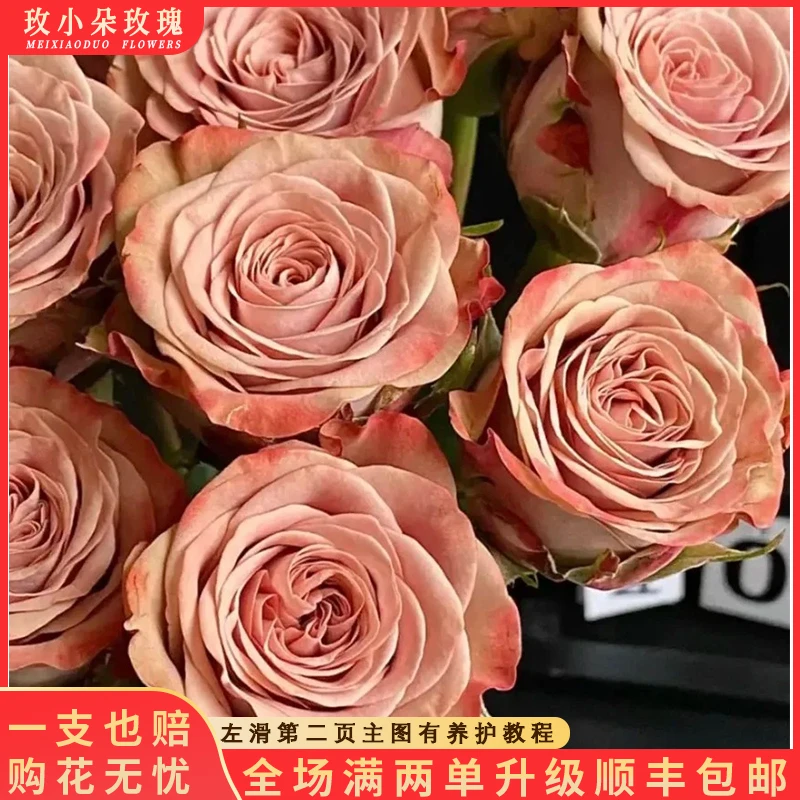 【北方玫小朵玫瑰&卡布奇诺】花期持久 产地直发 一单韵达两单顺丰