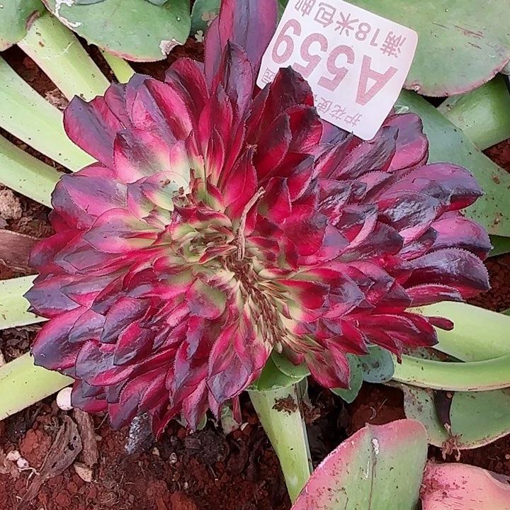 多肉法师美肌缀化