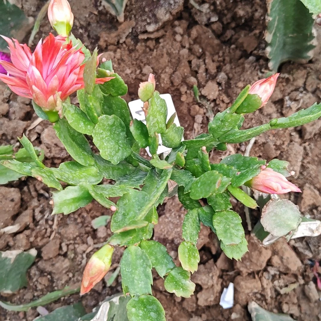 2228橙红重瓣脱土易掉苞芽811