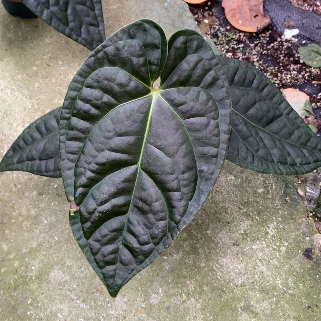 可***里不开花植物帝王杂奢华