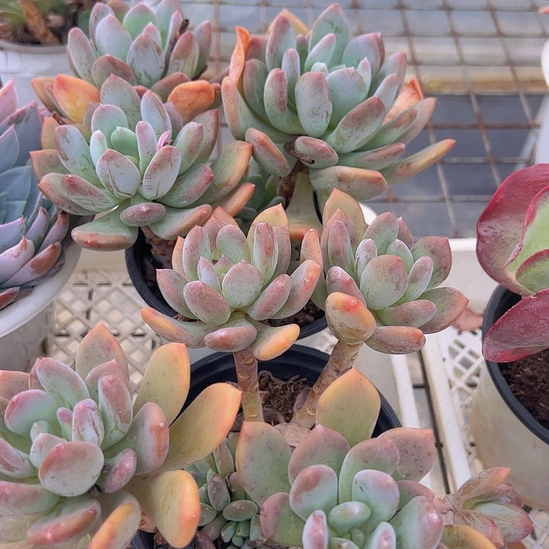 灰姑娘三头起发两盆，120杯