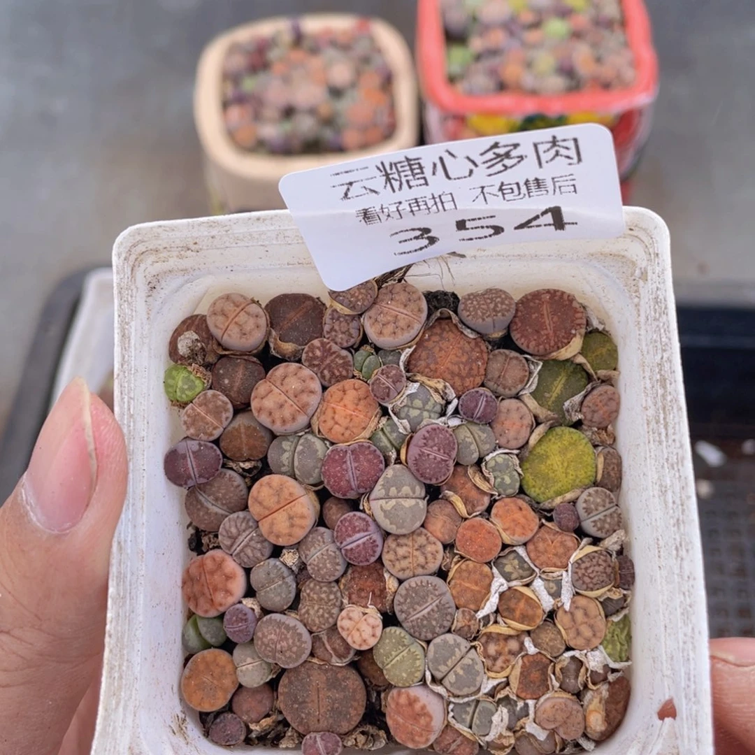 云糖心多肉植物354
