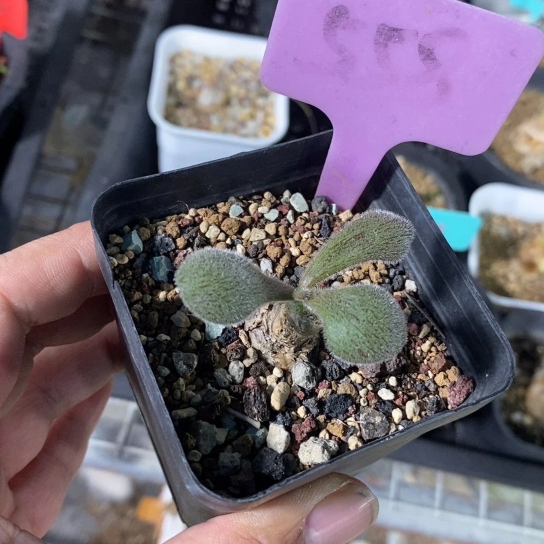 薛辉圣塔产地多肉植物