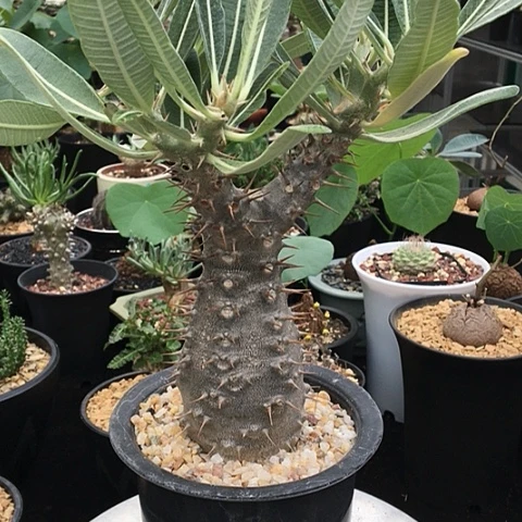 园艺象牙宫 一物一拍