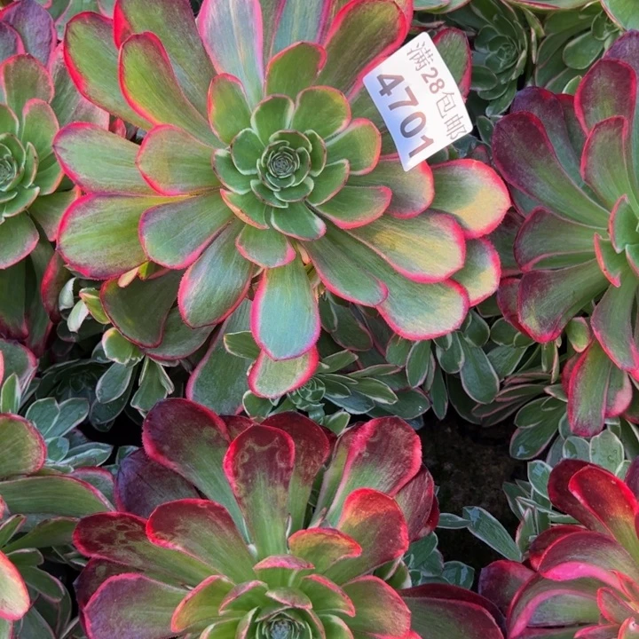 4701南粉花妖多肉植物