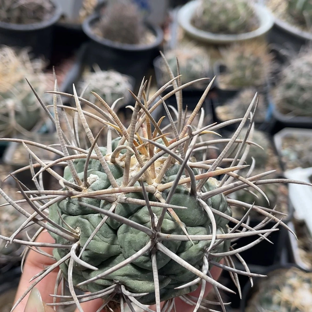 【闪购商品】高木菲冠龙养定根微瑕666