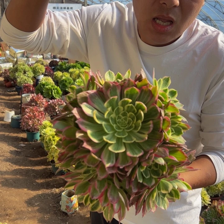 29.9水蜜桃一棵包邮