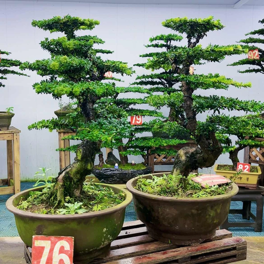 【闪购商品】无花朵