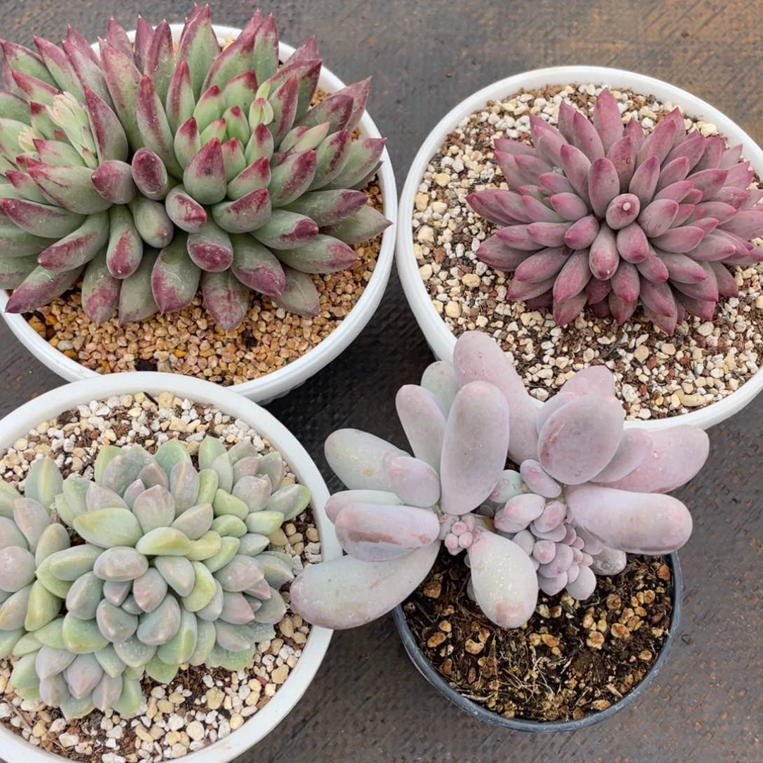 姐姐说她真的不是一般