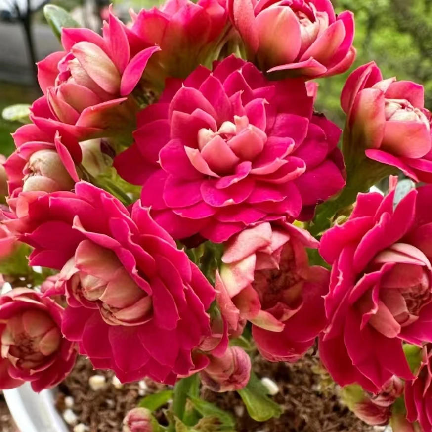 【马德里】80小盆重瓣长寿花