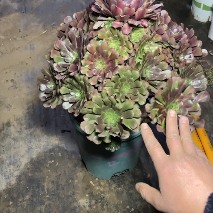 64红铜中斑多肉植物多肉多肉