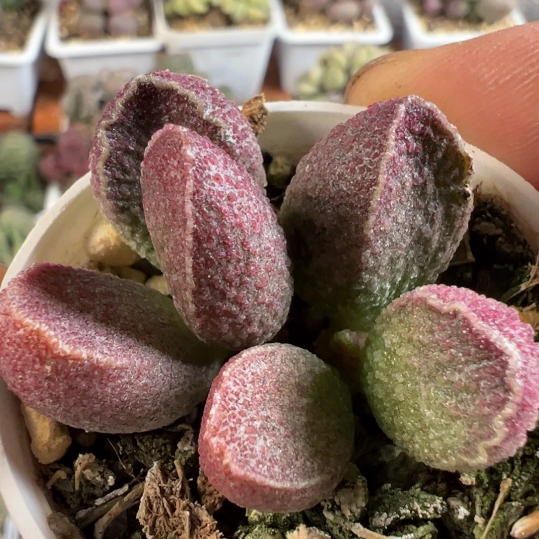 墨渊水泡多肉植物水泡
