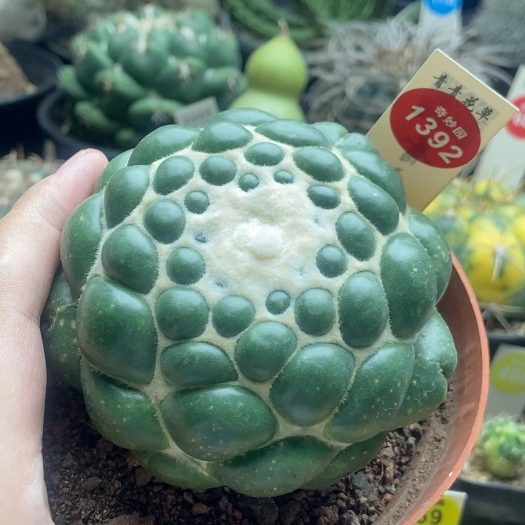 自根无刺象牙8cm一棵仙人球