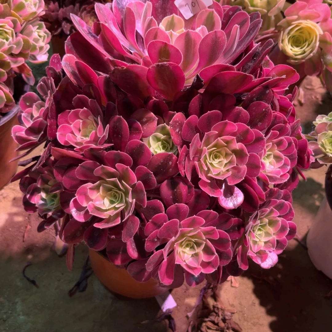 无花朵用****1多肉植物美杜莎701寄养