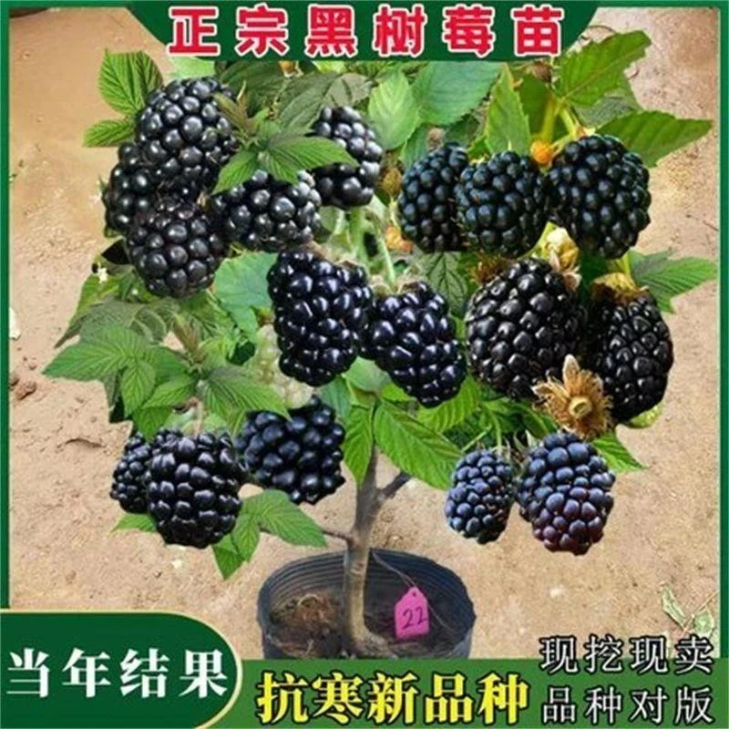 黑树莓苗黑莓树苗热卖嫁接水果美国当年结果智利黑莓红树莓