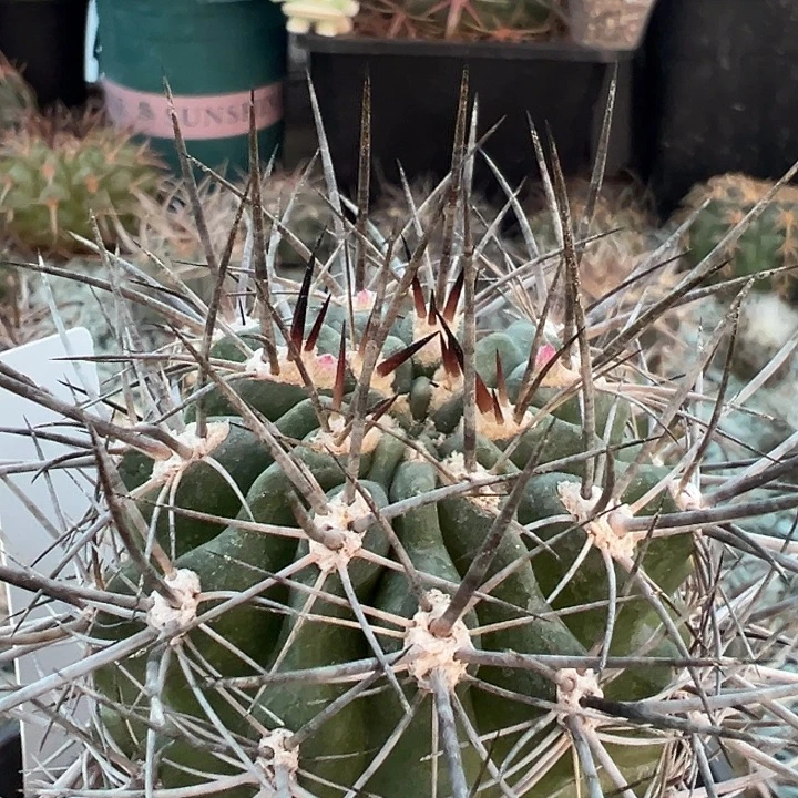 强刺逆龙玉。 实生。