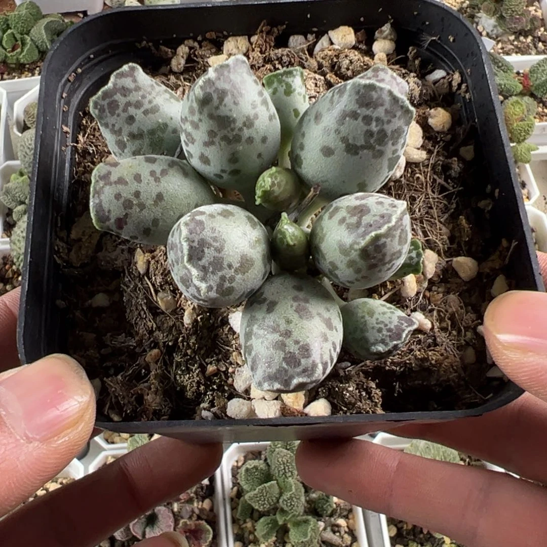 10方丸叶海豹多肉植物水泡