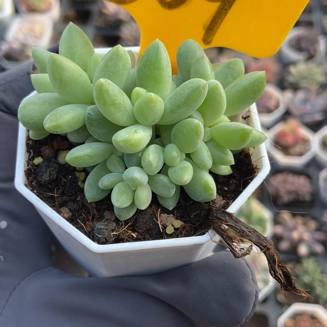 569橙色奇迹锦多肉植物