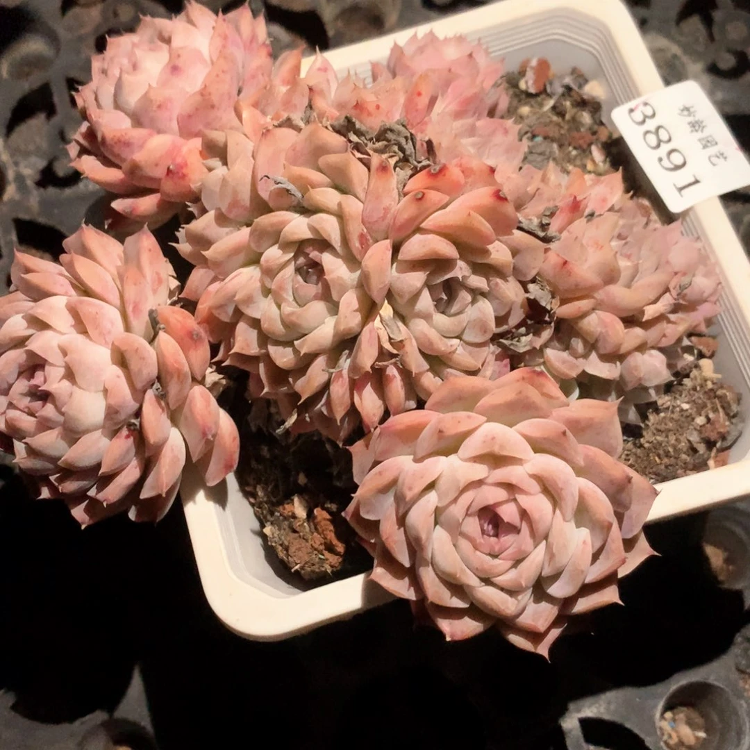 3891杂交多肉植物基地