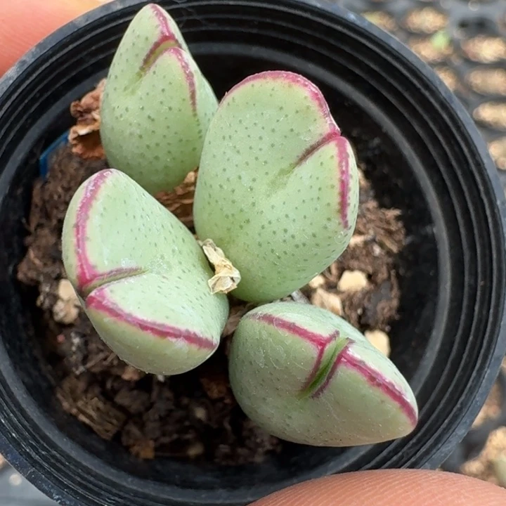 2044带盆发货四头红遍将