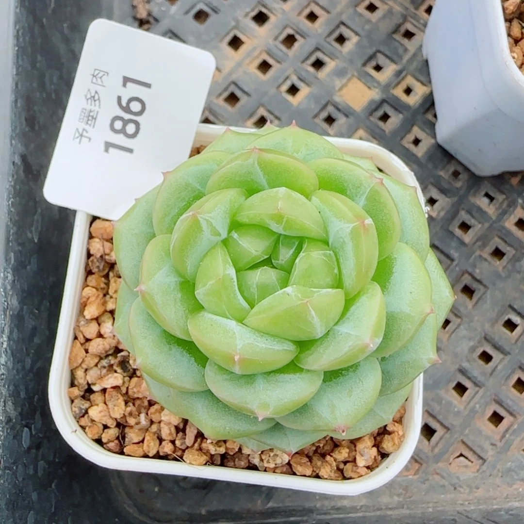 绿体财富密码，1861多肉植物