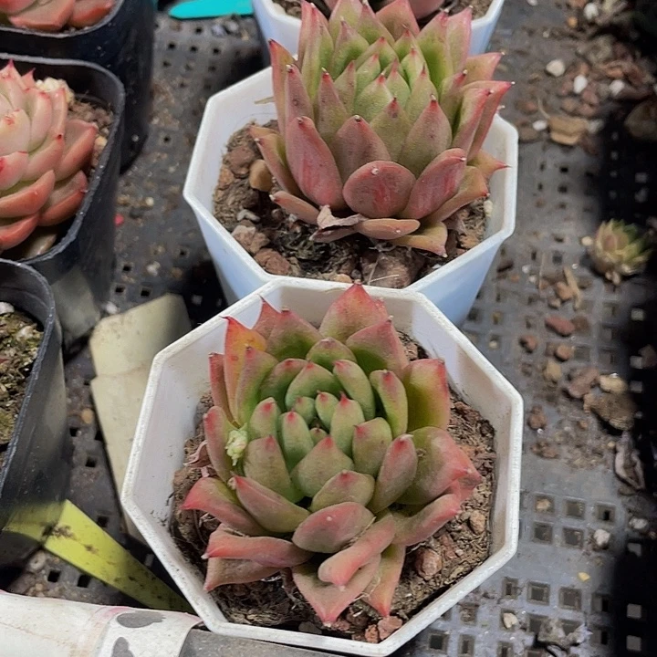 林肯2.8带哦土发货