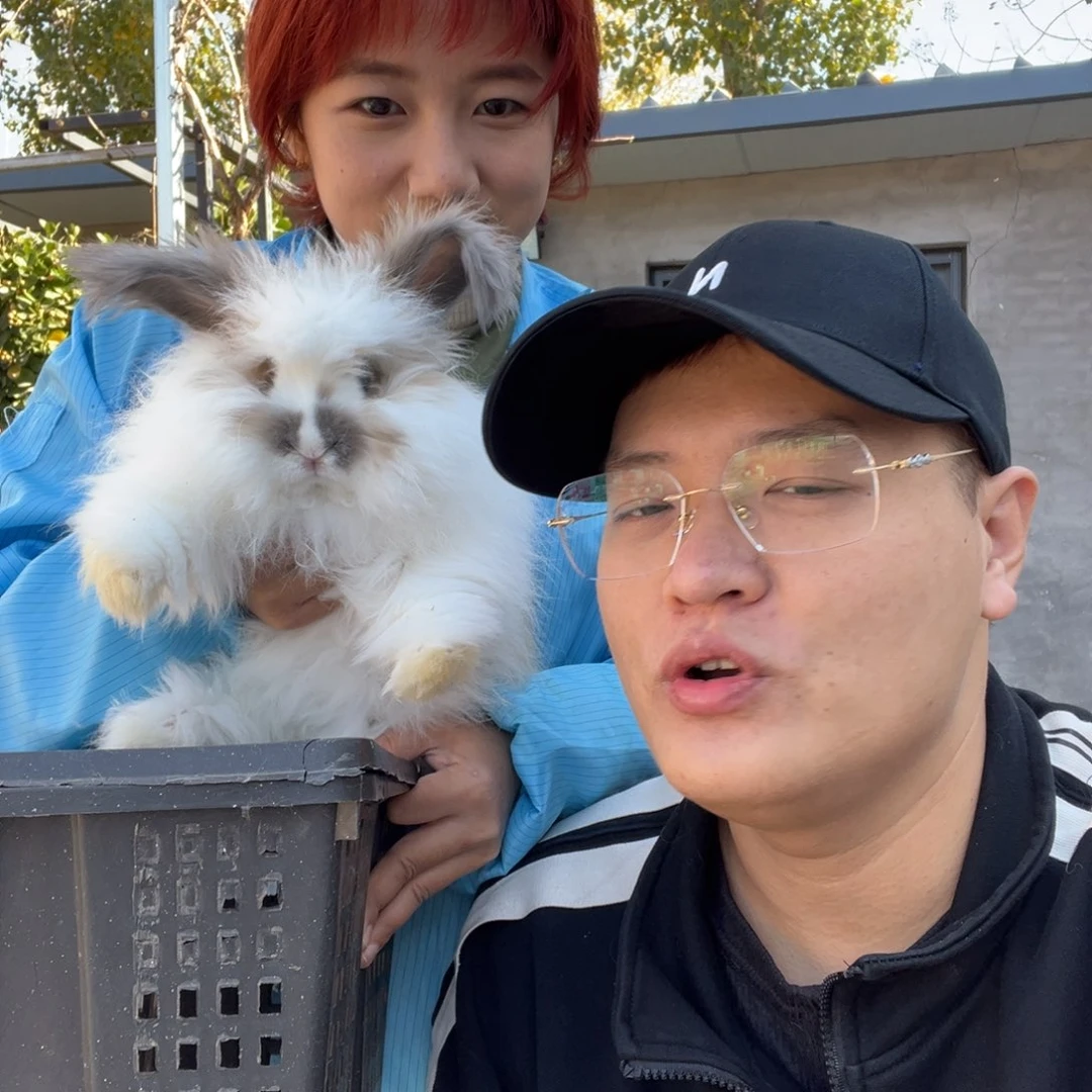 双血统英系安拉兔子