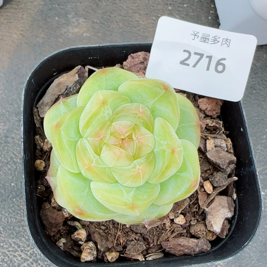 芳草系列，2716多肉植物
