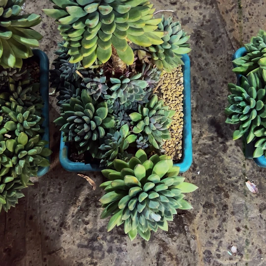 上***）3号一物一拍带盆物流自理