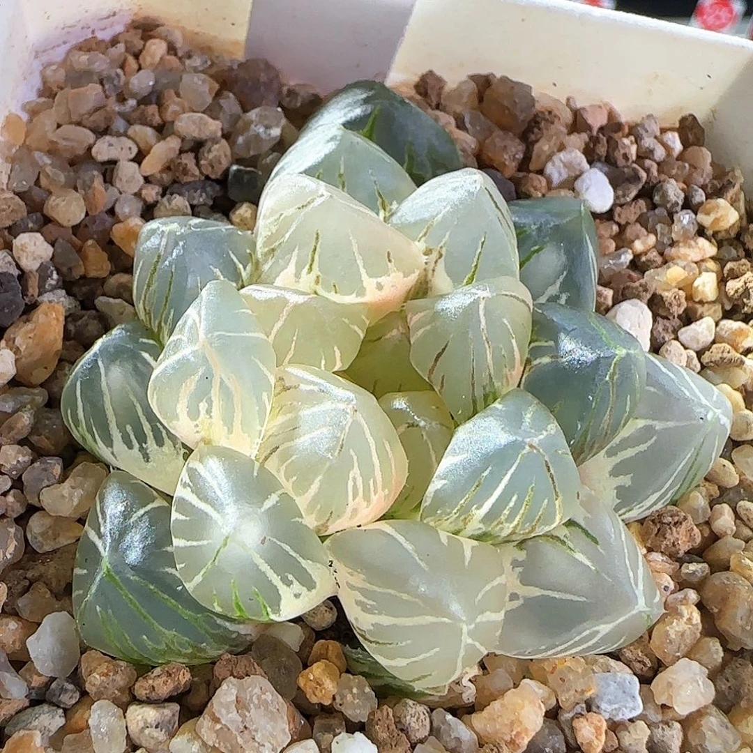 505号OM玉露锦一物一拍带盆土