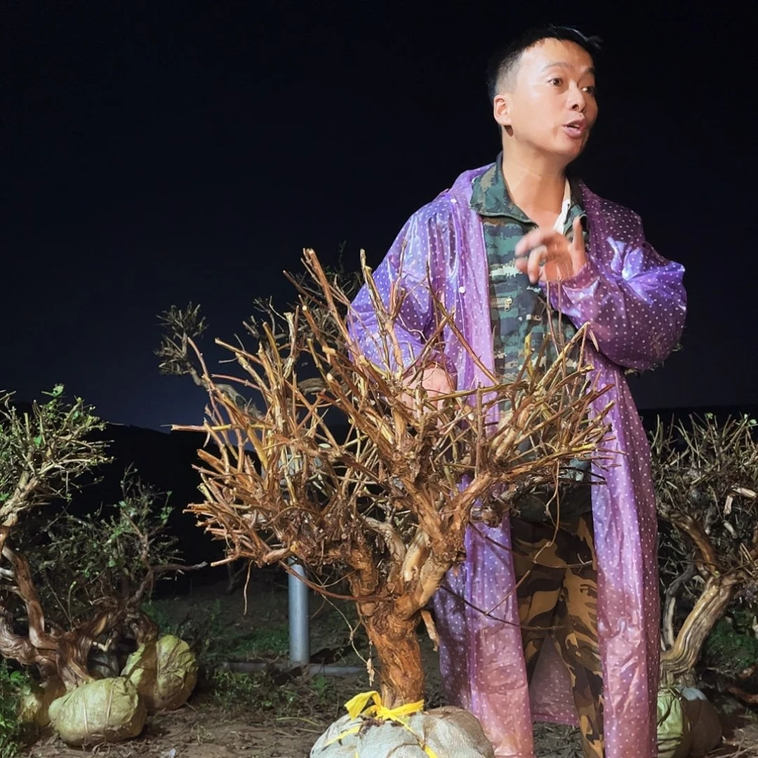 当前无花栽培后可以开花