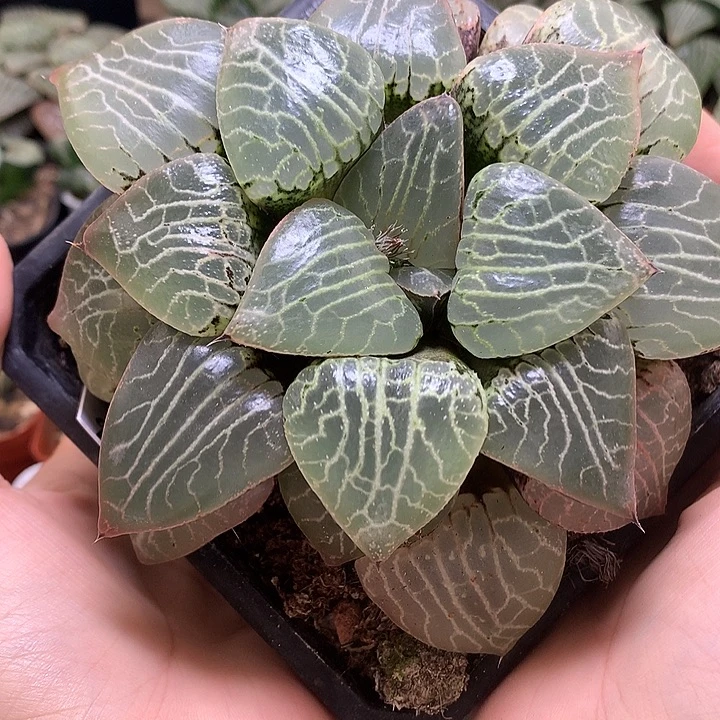 水晶康平101带盆土发货jlutu