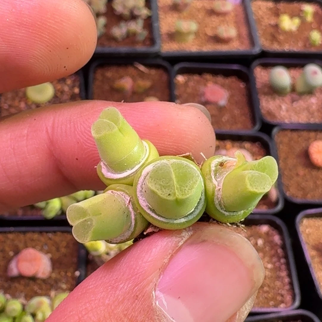 贤**觉云缦精品番杏11.24 多肉