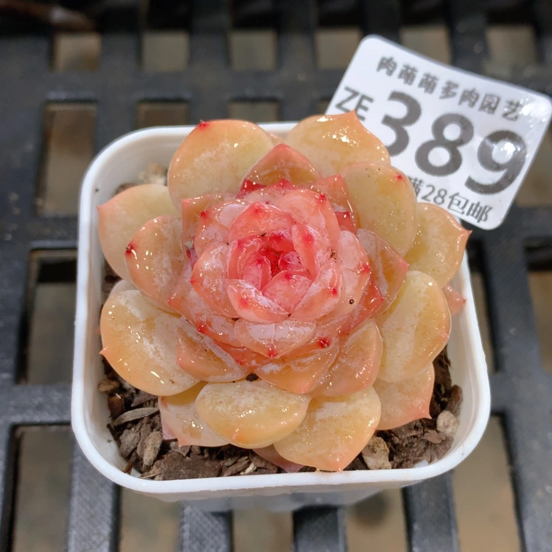 肉萌萌拇指盆精控多肉ZE389