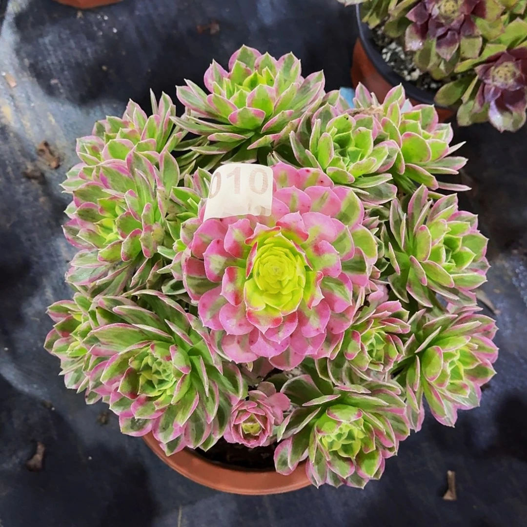 010海仙冠服28公分