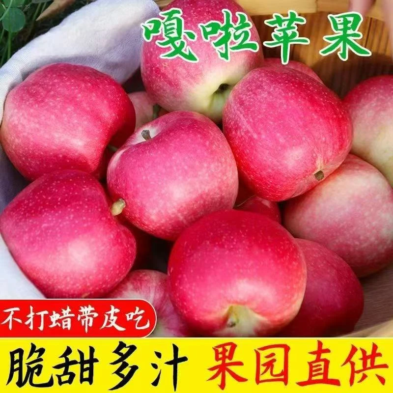 25年新摘嘎啦苹果产地直发脆甜多汁新鲜水果