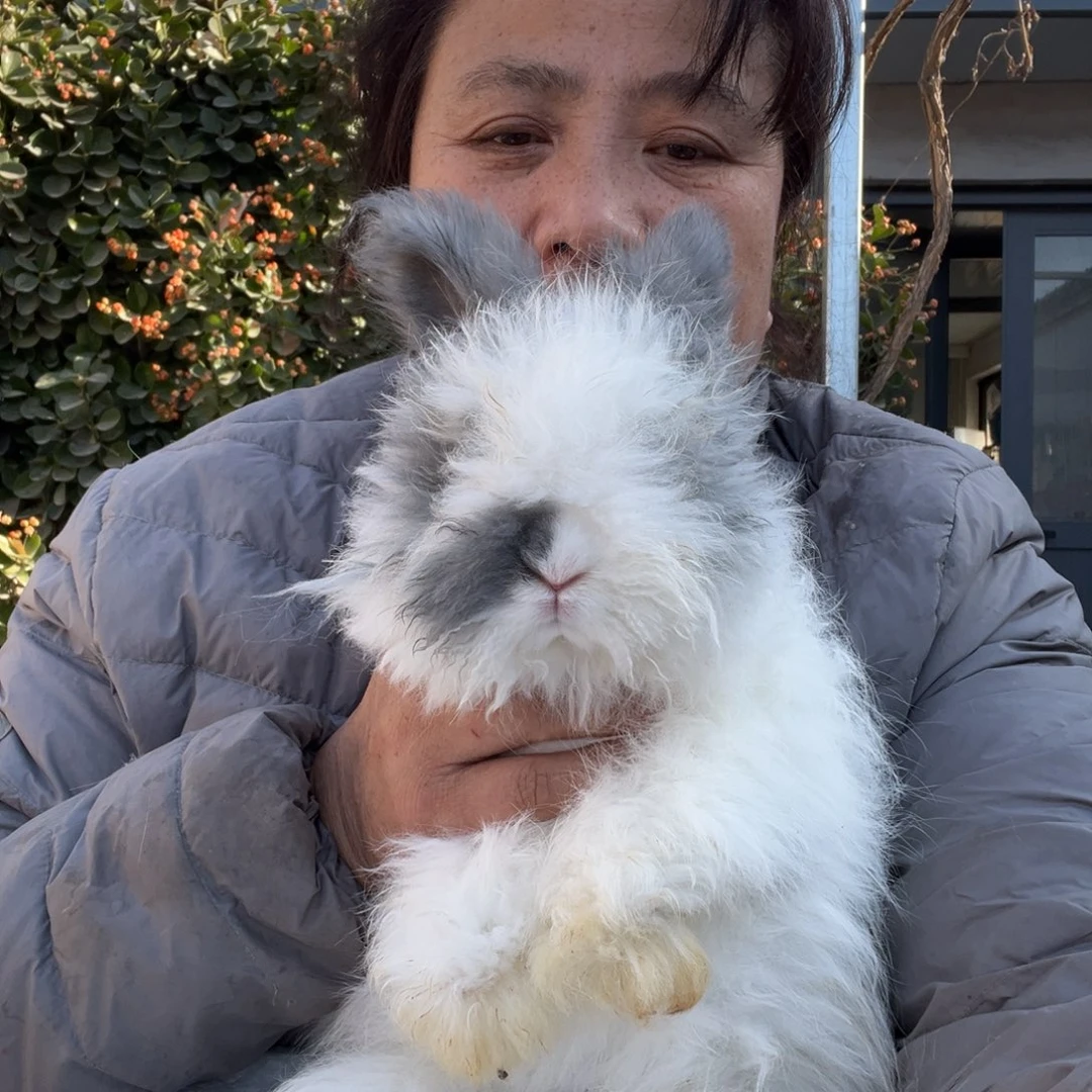 宠物兔英系安哥拉兔
