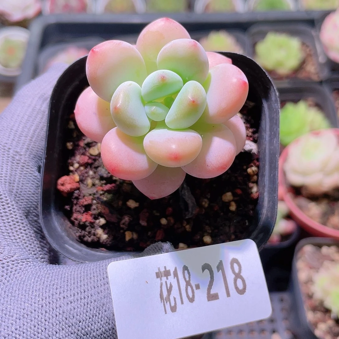 花利美18-218洛神