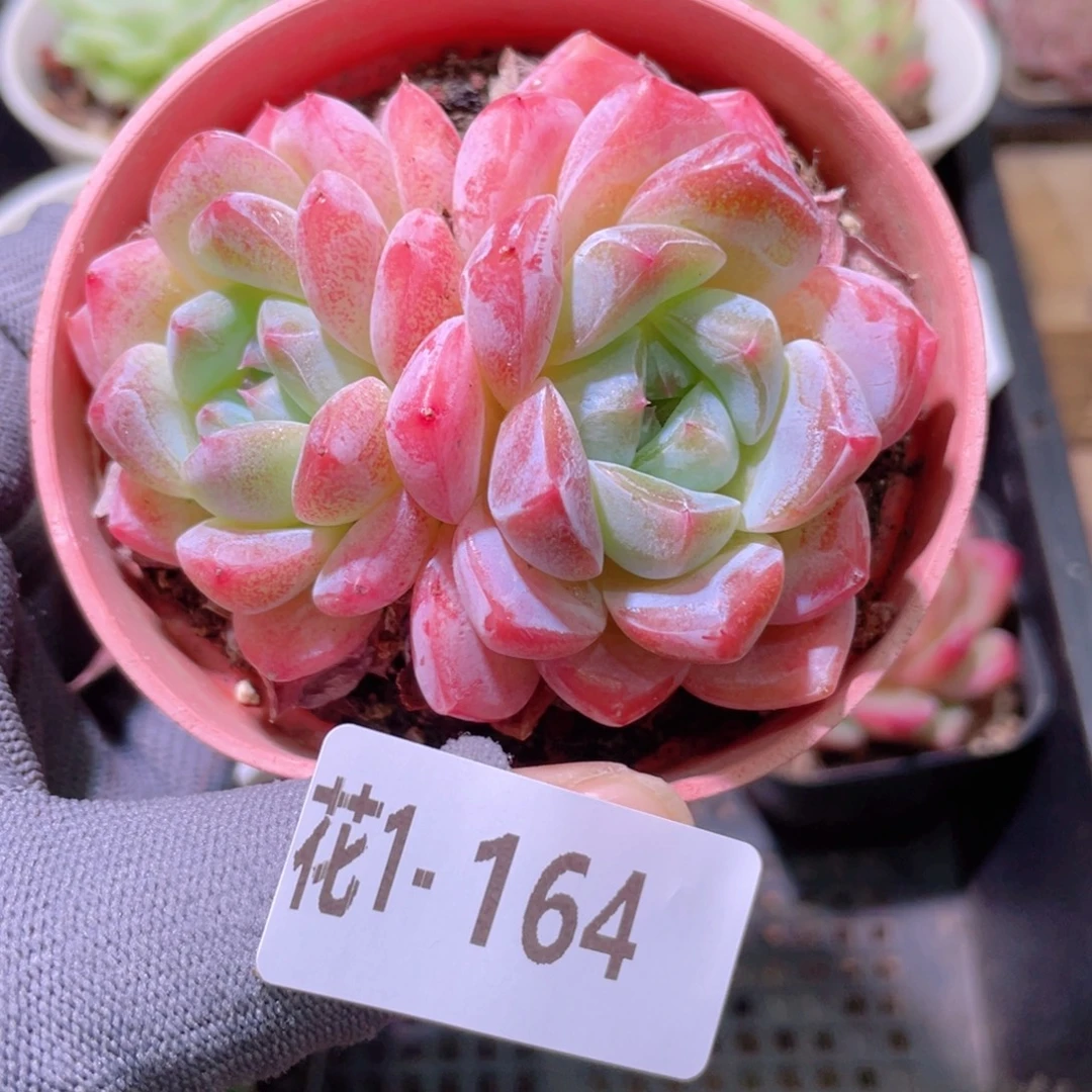 花利美 1-164冰糖