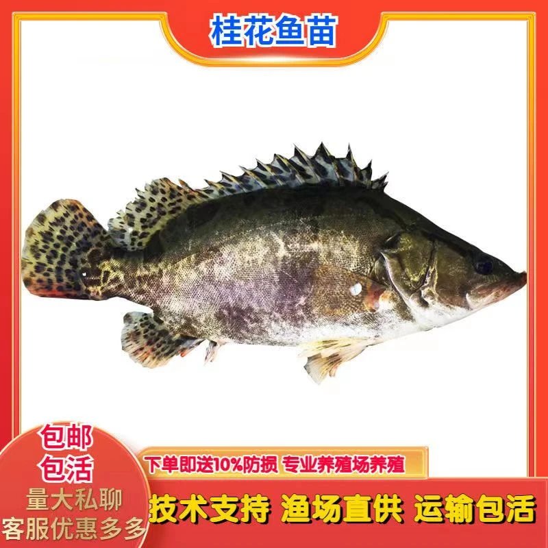 鳜鱼苗桂花鱼苗正宗翘嘴鳜斑厥鱼凶猛肉食性淡水鲫鱼苗养殖草鱼苗