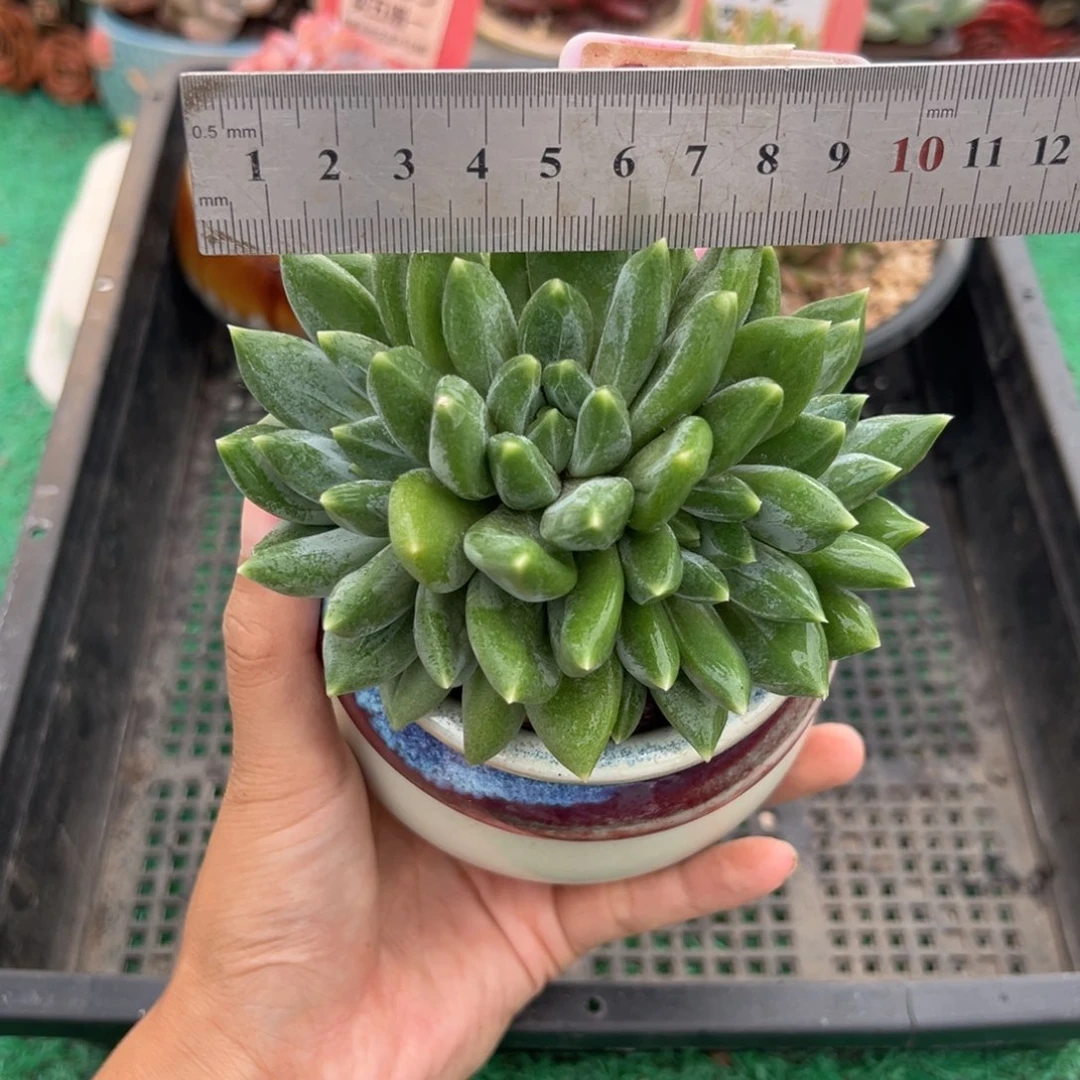 表妹精品多肉植物6248.