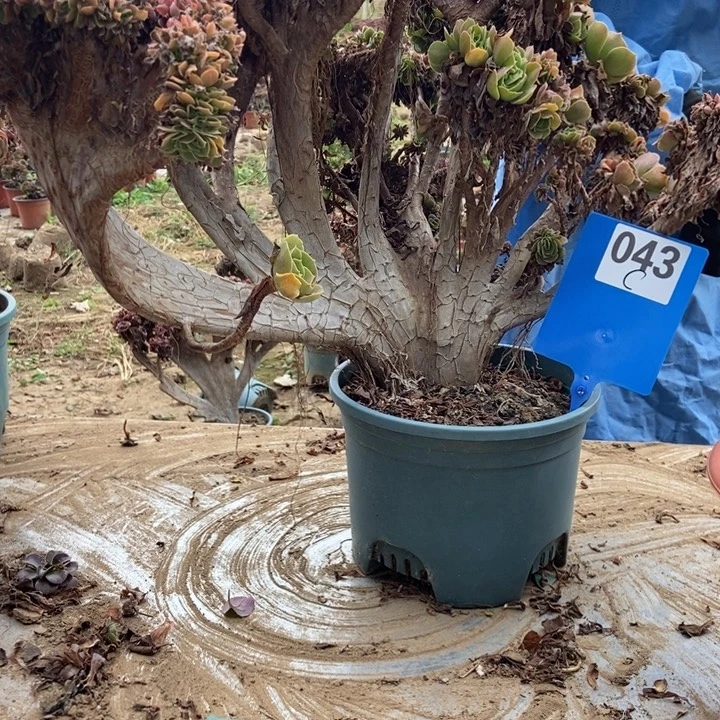 雨***儿C043欧紫缀化老桩老桩