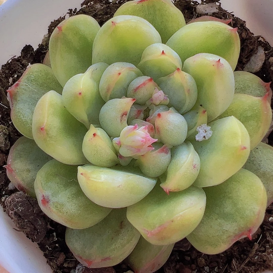 冰天使锦19包邮多肉