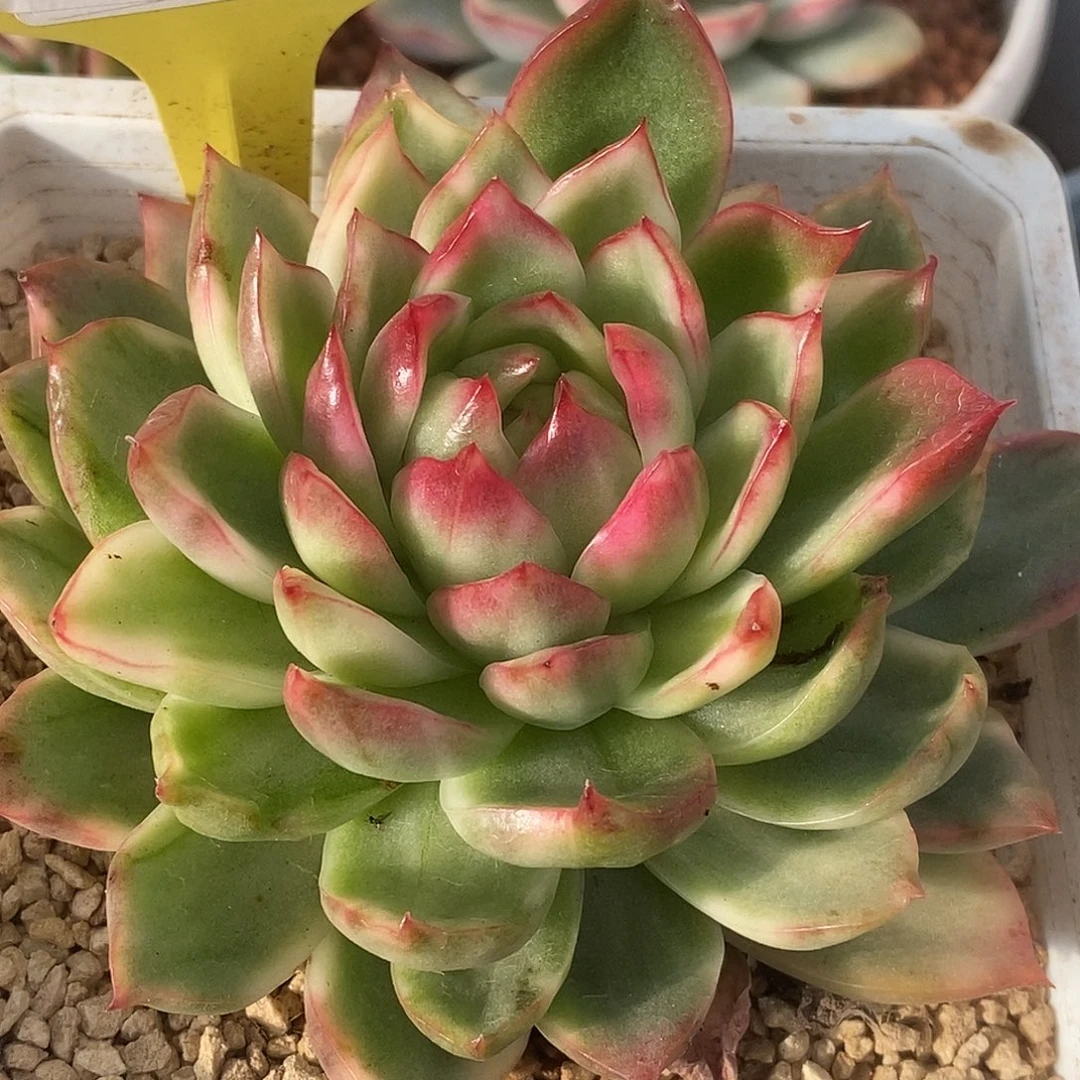 253福利哈哈哈哈哈哈哈