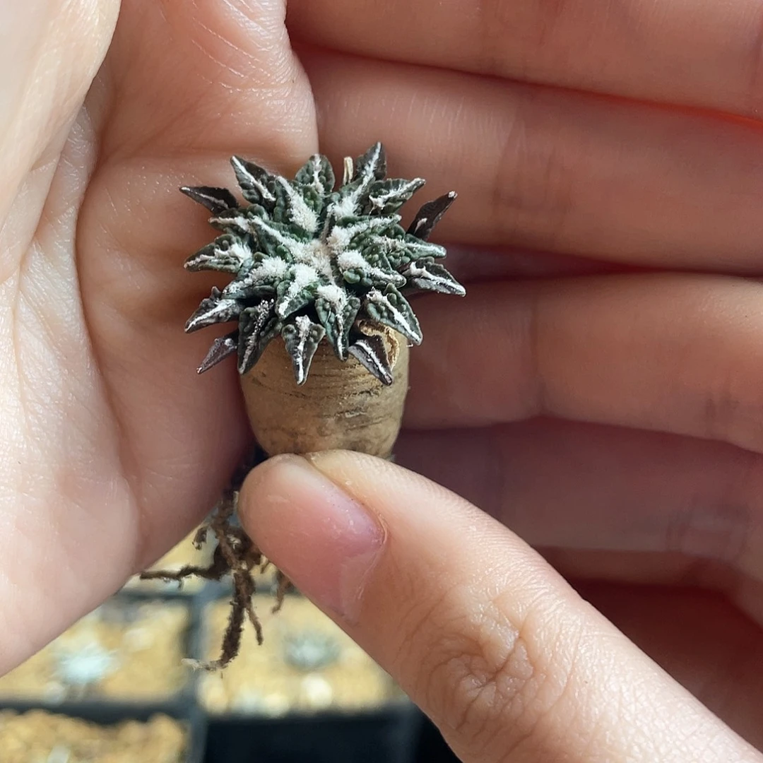 2cm实生泰系超小尤姬牡丹萝卜根