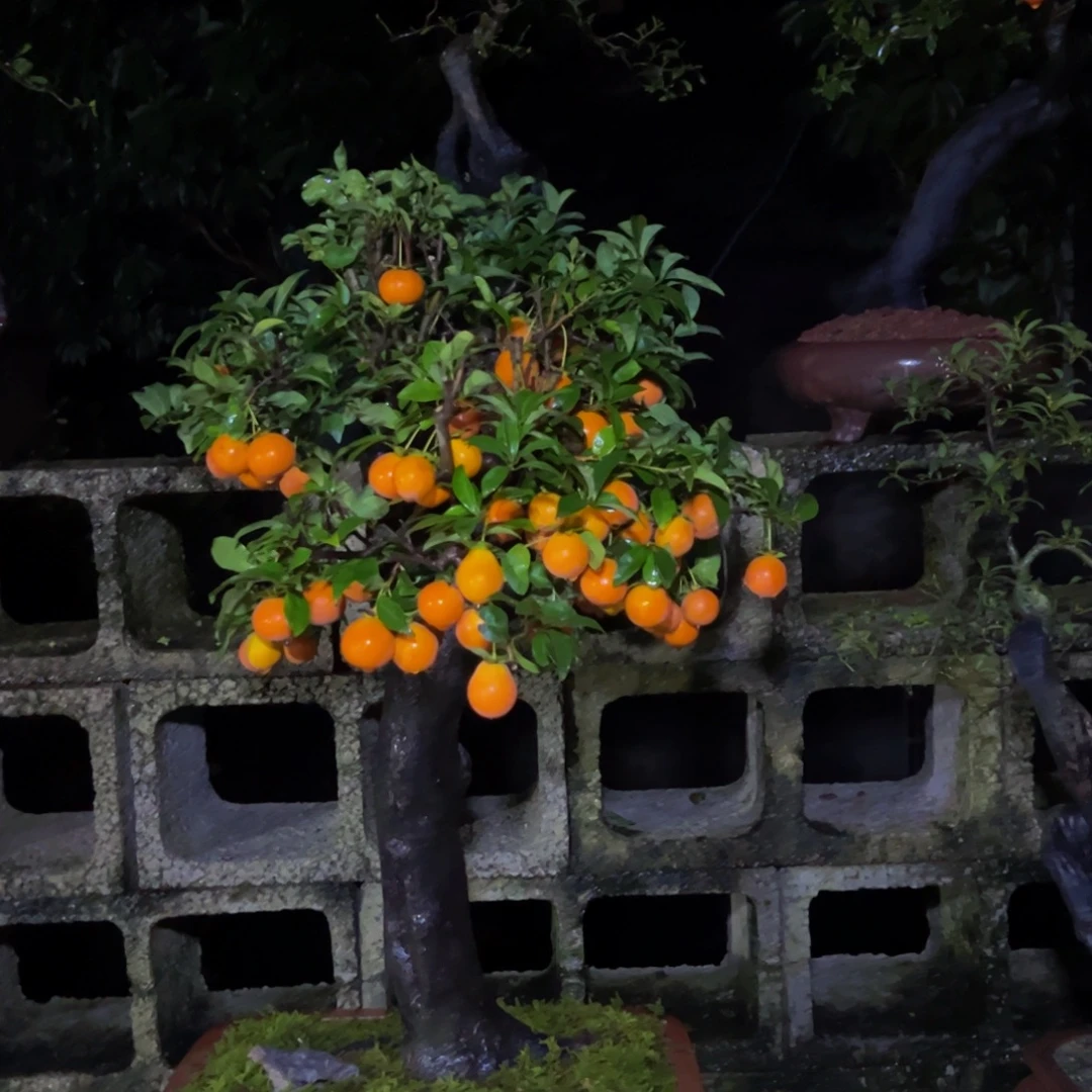 无花朵金弹子盆景